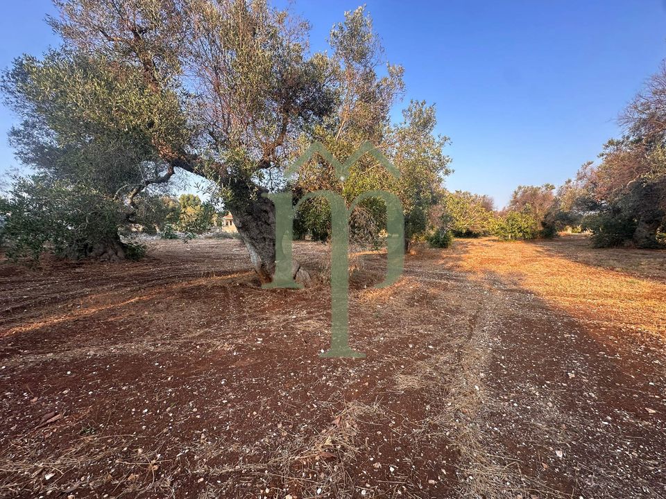 Helårsgrund i Carovigno, Brindisi - foto 5